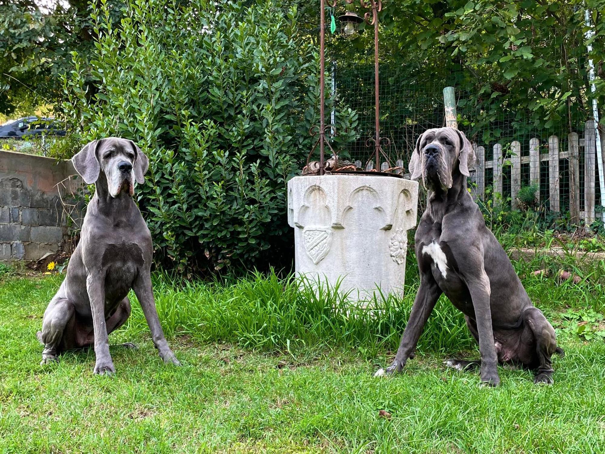 Rocchetta Tanaro Bnb Dog And Friend المظهر الخارجي الصورة